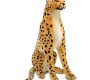 cheetah-stuffed-animal