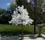 cherry-blossom-tree-in-white